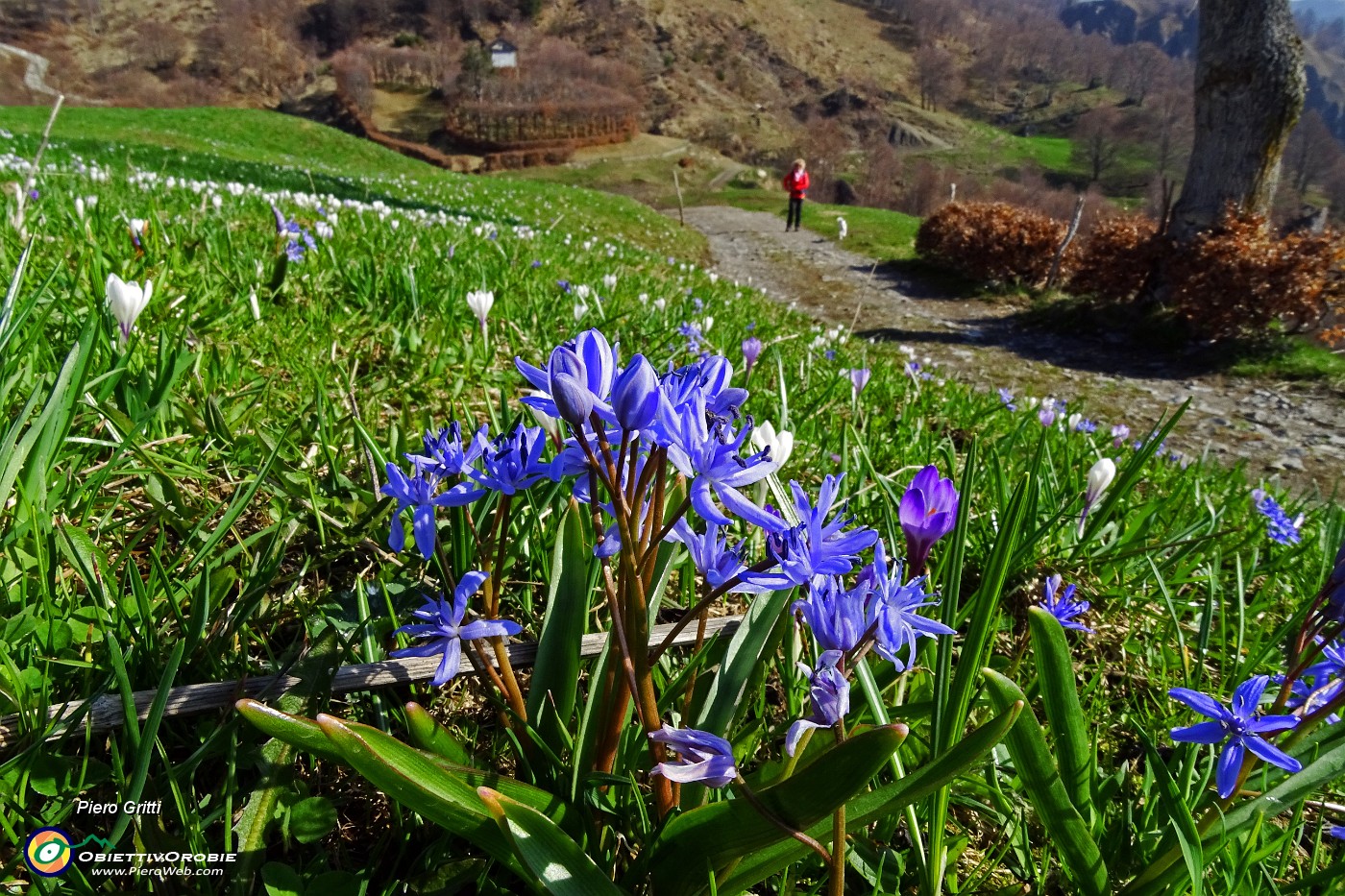 27 Scilla silvestre (Scilla bifolia).JPG -                                